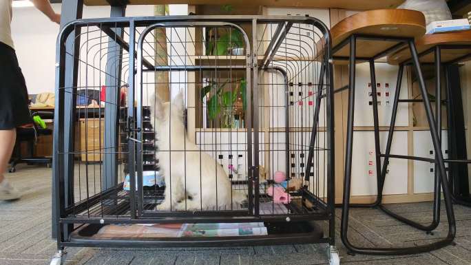 小狗在笼子里延时摄影