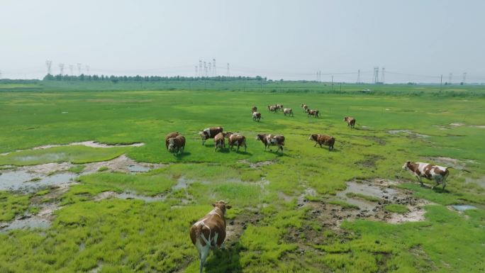 草地牛散养航拍