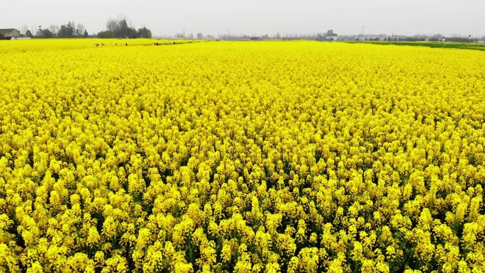 3.成都邛崃油菜花