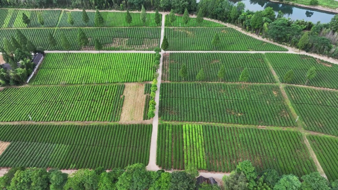 武夷山茶园生态茶园