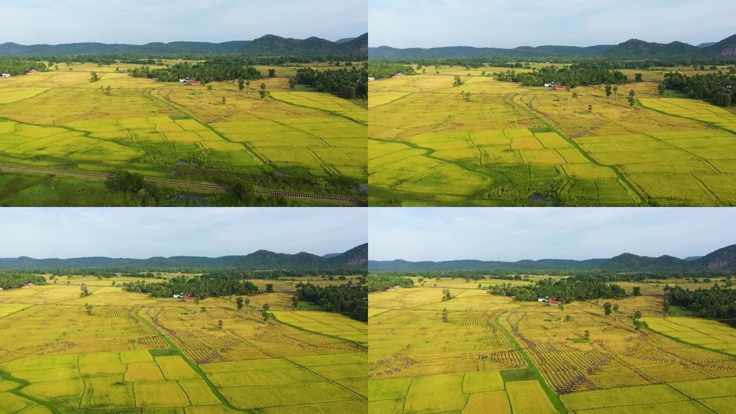 农田农业景观。青山农田的山地景观。斯里兰卡。