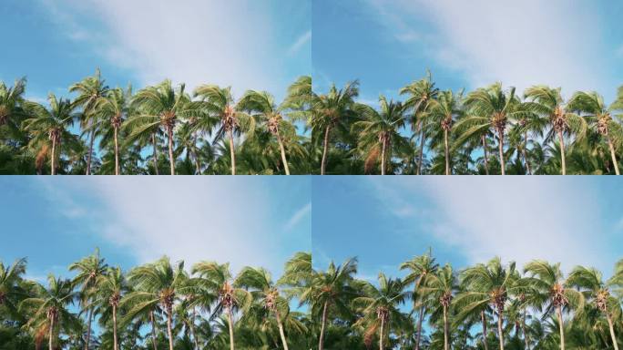 在蓝天背景的风中飘扬的椰子树树群.