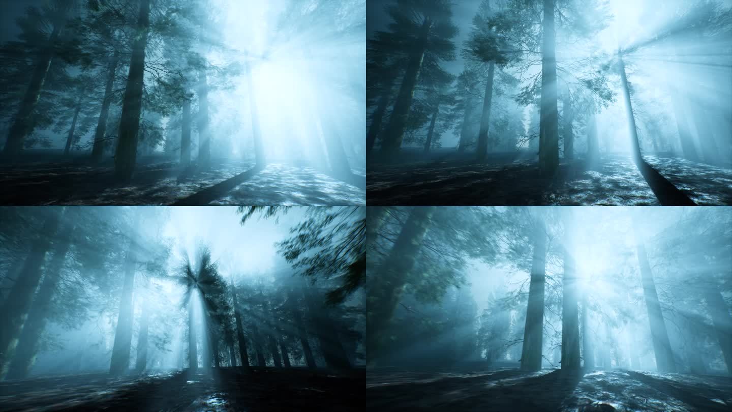 森林光线和阴影