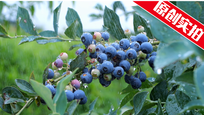 蓝莓 蓝莓种植基地 蓝莓园 蓝莓汁