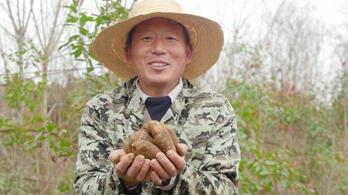 新鲜现挖天麻