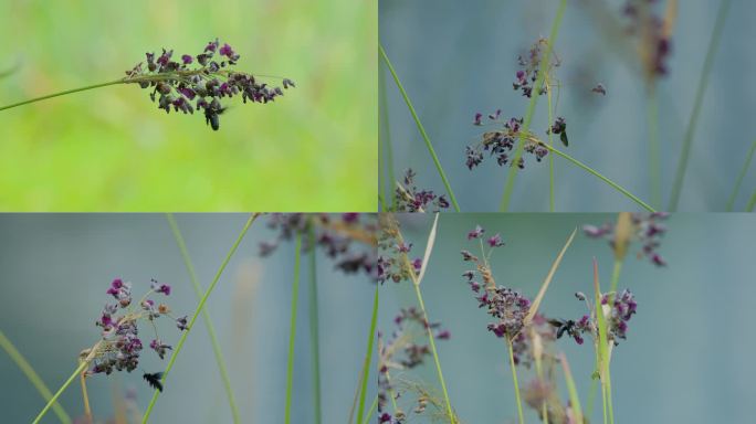 蜜蜂 黄蜂 马蜂 黑蜂 乌蜂 木蜂 竹蜂