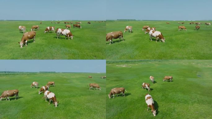 草地牛散养航拍
