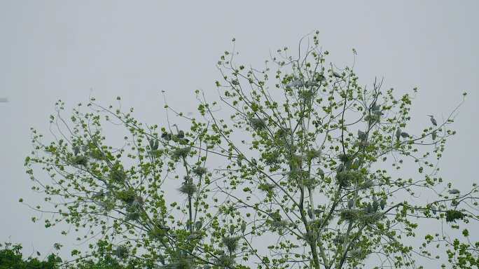 树上的白鹭鸟窝