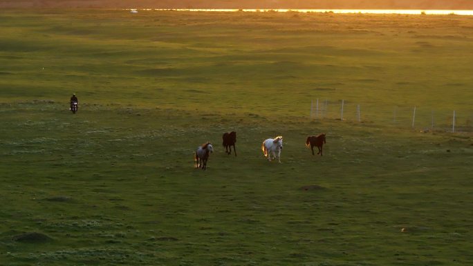 【4k】夕阳下草原上奔腾的骏马