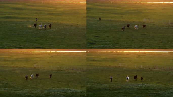 【4k】夕阳下草原上奔腾的骏马