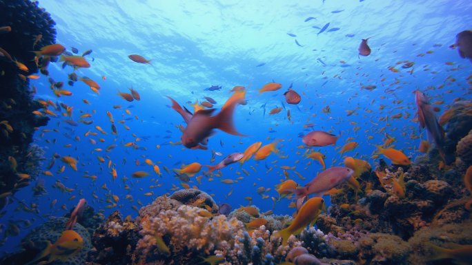 海底珊瑚热带珊瑚礁。热带水下海鱼。海底鱼类礁海洋。软而硬的珊瑚水下鱼类花园礁。珊瑚花园海景. 