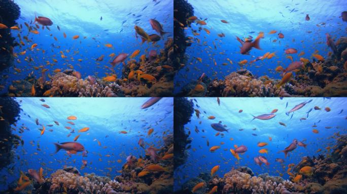 海底珊瑚热带珊瑚礁。热带水下海鱼。海底鱼类礁海洋。软而硬的珊瑚水下鱼类花园礁。珊瑚花园海景. 