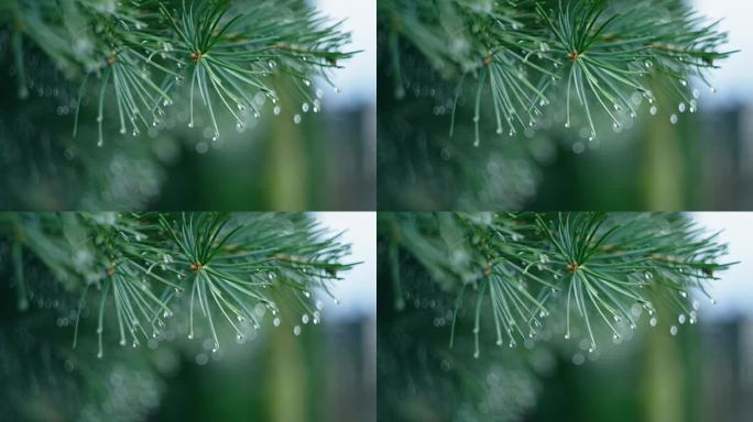 雨后有水滴的圣诞树树枝。