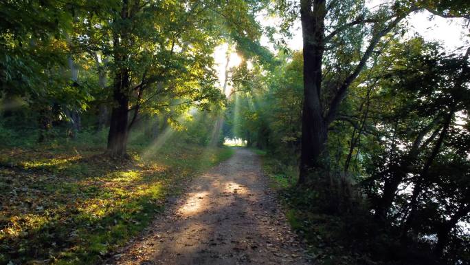夏天早上在土路上的公园运动。阳光透过树枝和绿叶。夏秋早晨的森林。环境保护，气候变化，变暖，全球变暖