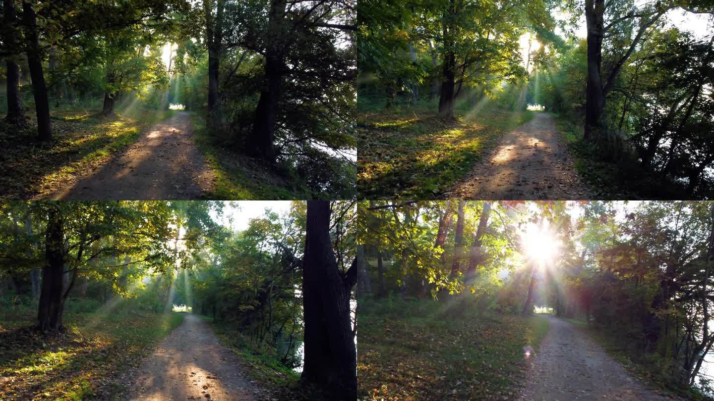 夏天早上在土路上的公园运动。阳光透过树枝和绿叶。夏秋早晨的森林。环境保护，气候变化，变暖，全球变暖