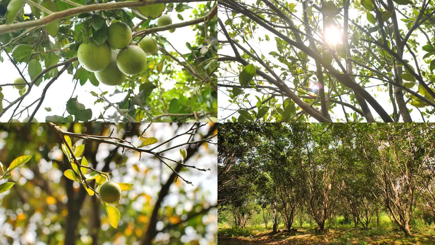 橘红果树化州橘红