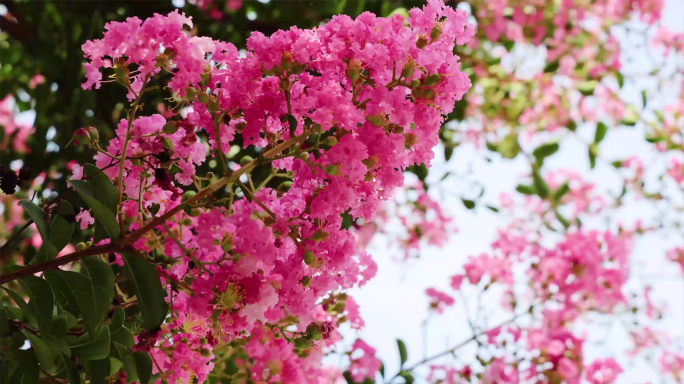 原创4K紫薇花百日红视频素材