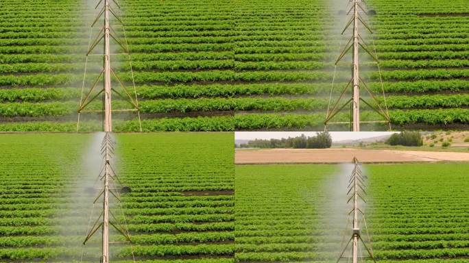 农用企业- -用来浇灌农场植物的枢轴灌溉，农业，田间洒水灌溉系统，在旱季帮助种植植物，增加产量，浇灌