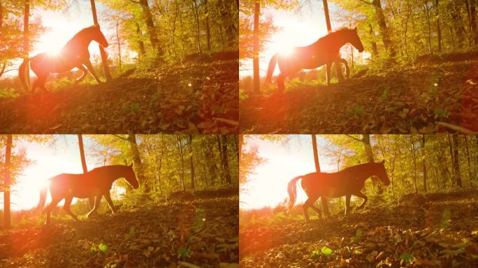 慢慢的运动，冷光闪烁着，寂静：日出时分，一匹野马在秋天的五彩斑斓的森林里漫步。金色的秋夜，阳光照耀着