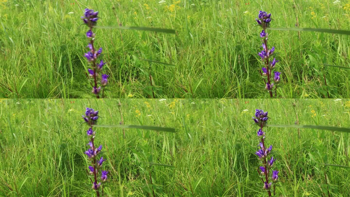 大兴安岭野花聚花风铃草