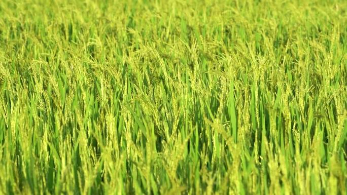 美丽的绿色和微黄的稻株随风飘荡在农场或田里，稻园在印第安村，金黄的成熟稻花在田里