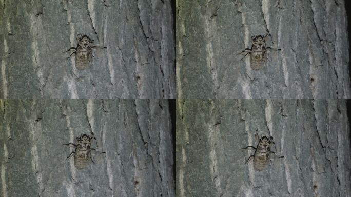 夏季知了猴实拍