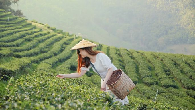 亚洲美女在茶园采茶，快乐