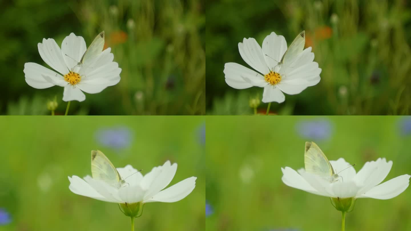 白色蝴蝶在花朵上采蜜