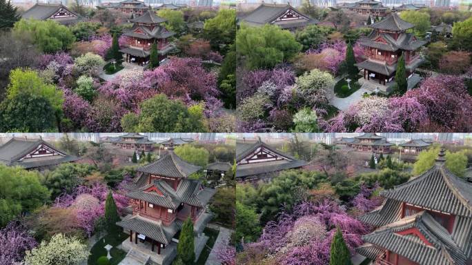 航拍西安青龙寺春季樱花盛开