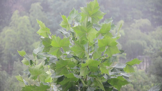 重庆局部大暴雨,主城北碚区多地内涝