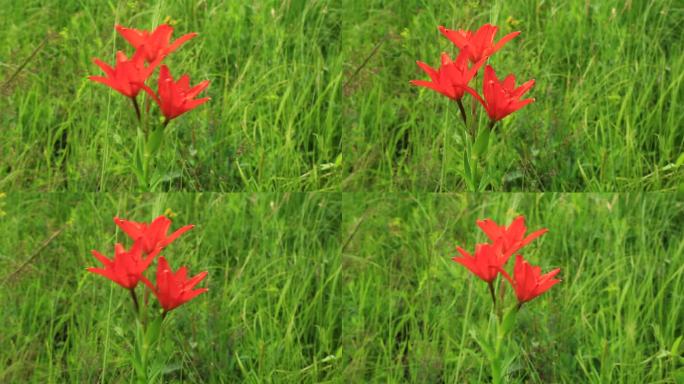 大兴安岭野花有斑百合红花