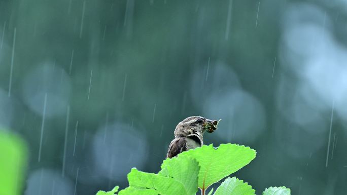 雨中小鸟