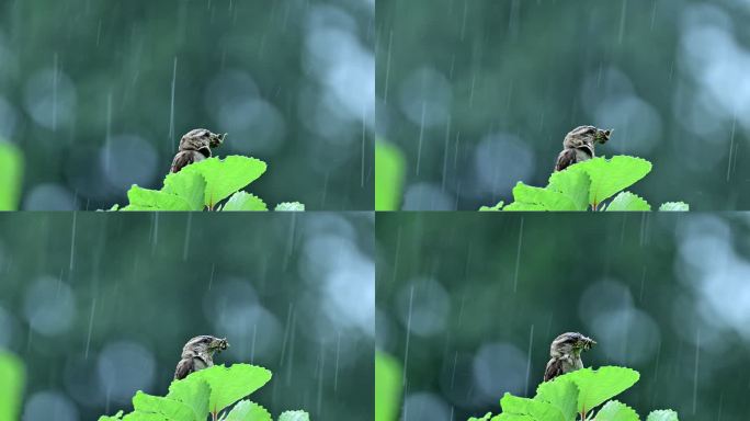 雨中小鸟
