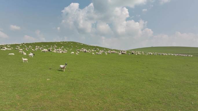 呼伦贝尔草原 一镜到底看牛羊