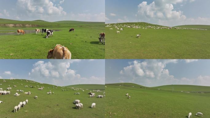 呼伦贝尔草原 一镜到底看牛羊