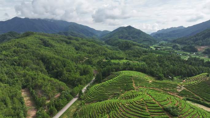 实拍生态茶园航拍绿水青山黄山毛峰原产地