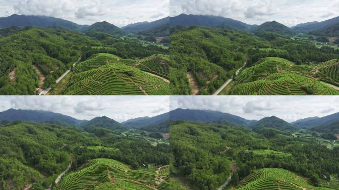 实拍生态茶园航拍绿水青山黄山毛峰原产地