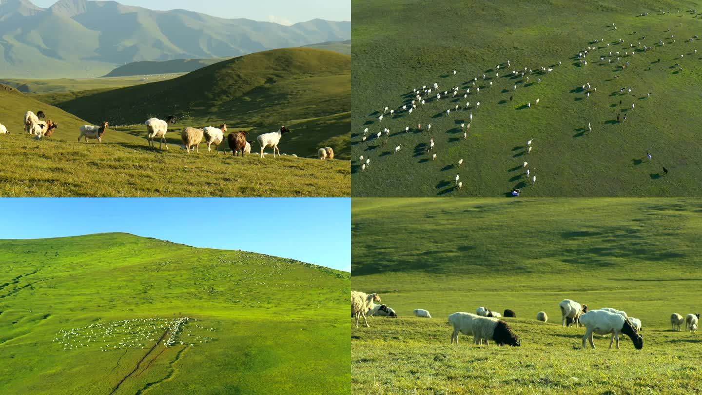 新疆伊犁草原羊群放牧游牧