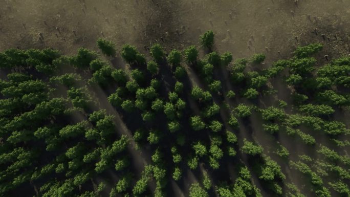 森林砍伐。从无人驾驶飞机上观看森林，被摧毁的森林，气候变化