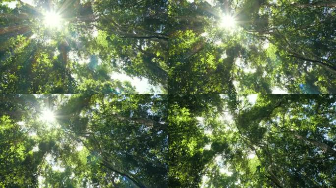 透过森林中的绿树望着太阳。阳光透过树叶照耀着.
