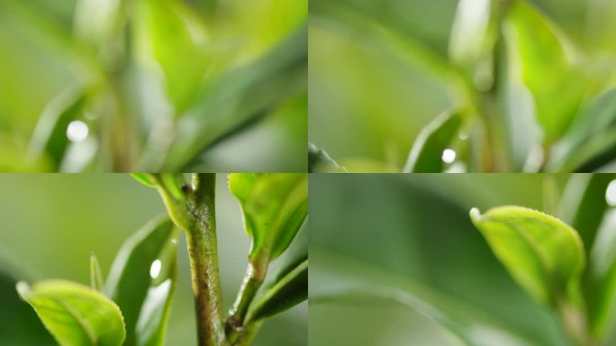 茶叶 茶树 特写 阳光 雨水19