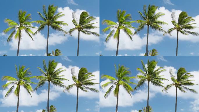 轻松自在地躺在绿色棕榈树下，背景飘扬，蓝天白云斑斓。去夏威夷的天堂岛旅行。考艾岛海滩与田园诗热带棕榈