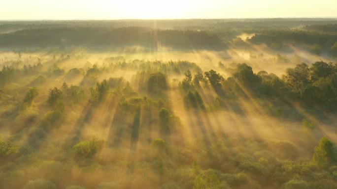 空中无人驾驶飞机俯瞰着美丽的秋天清晨的森林
