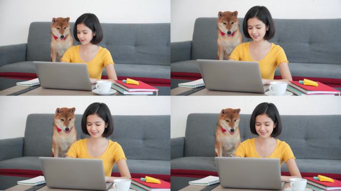 微笑的亚洲妇女在家工作，坐在笔记本电脑上，在家中的客厅里看着宠物Shiba狗的屏幕打字信息。疏远在家