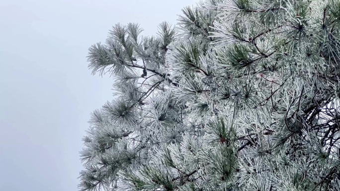 景区冰天雪地冬天冰雪雾凇