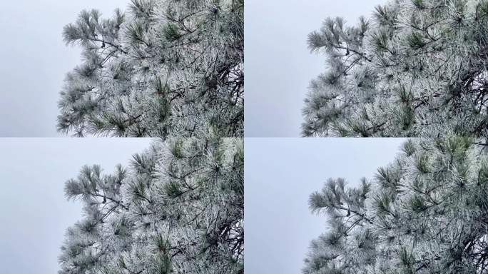 景区冰天雪地冬天冰雪雾凇