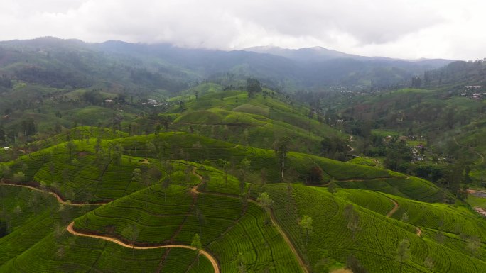 斯里兰卡山区的绿茶种植园。茶园景观.