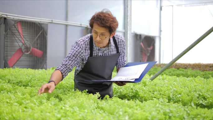 亚洲男性农场主在温室农场检查有机水栽菜园的质量和数量。有机蔬菜在水中种植，农业经营.