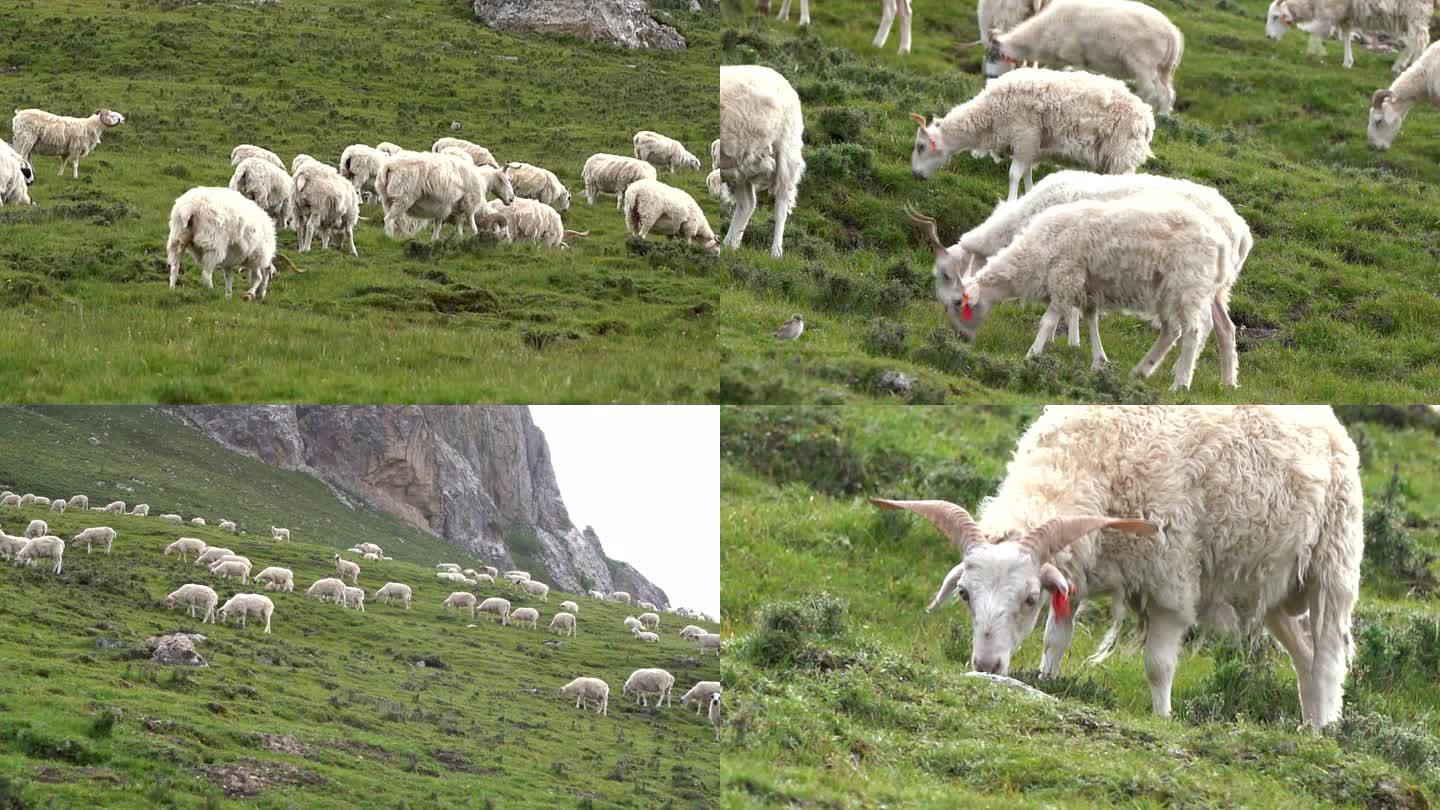 高山牧场羊群
