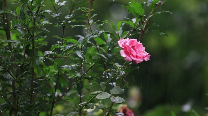 夏天下雨唯美清新空镜雨景